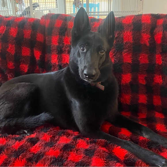 Meet your Posher, Shelley - Picture 2 of 2